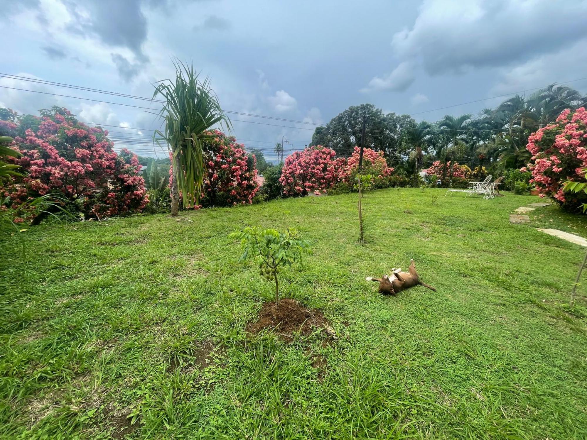 Hotel Tierra De Volcanes La Fortuna Bagian luar foto
